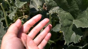 Слоу мо бешеный огурец