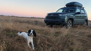 Русский спаниель 1 г. 6 мес.