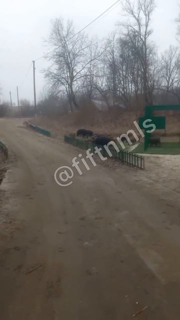 Братишки прикалываются