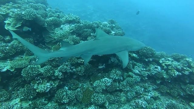 Lemon Shark in Mo'orea смотреть онлайн