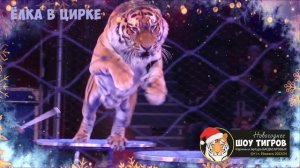 Ёлка в цирке.