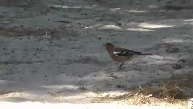 зяблик смотреть онлайн