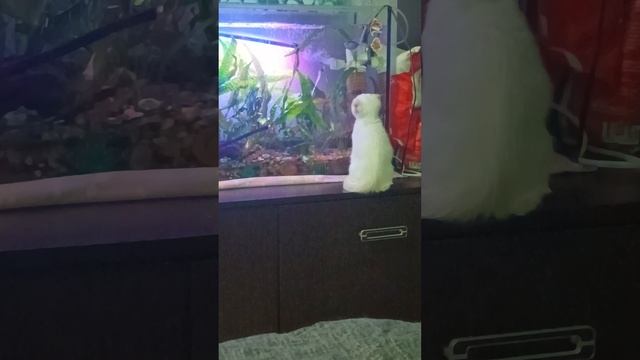 котик