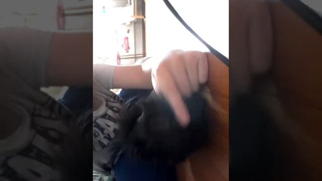 Моя морская свинка мося смотреть онлайн