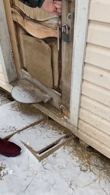 Спешат! #сельскоехозяйство #птица #утки #зимавподмосковье #куры #деревня #индоутки #природа #мир смотреть онлайн