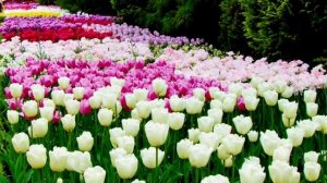 КЕКЕНХОФ - САМЫЙ КРАСИВЫЙ ВЕСЕННИЙ ПАРК В МИРЕ.