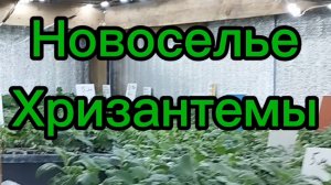 🪴Хризантемы переехали в череночник!