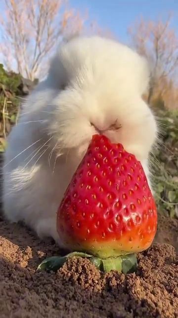 просто милое видио #зайчик #МилоеВидио #реки смотреть онлайн