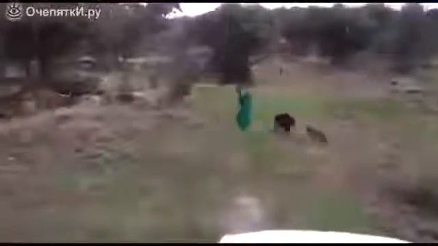 Метнулся от кабанчика смотреть онлайн