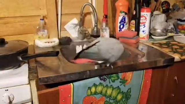 Жако исследует кухонную утварь Ч.3 смотреть онлайн