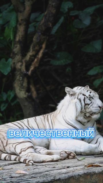 Почему Белый Тигр Уникален?#БелыйТигр#Тигры#ДикаяПрирода#Животные#ФактыОЖивотных#Природа#animals