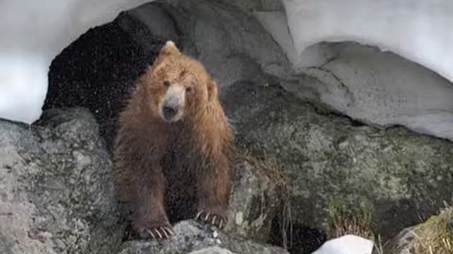 медведь смотреть онлайн