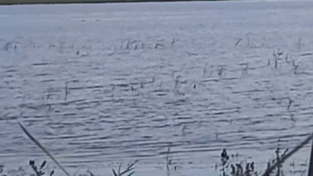 Воды много но двух взял🦆 смотреть онлайн