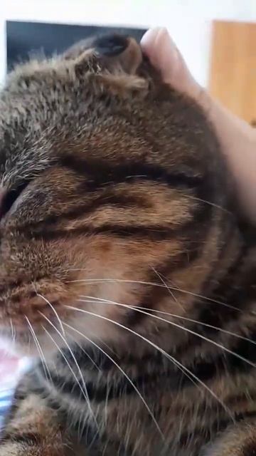 Релакс. Мурчание кота. #АСМР #ASMR смотреть онлайн