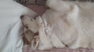 Хорошка-малëшка!