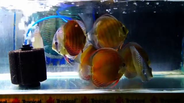 ALFI Brazil Discus Import | Santarem Discus смотреть онлайн