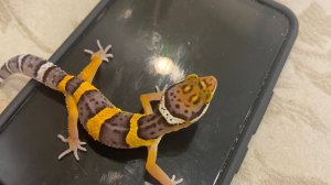 Эублефар появился так: