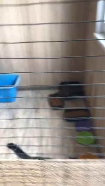 Шеф, Всё пропало… смотреть онлайн