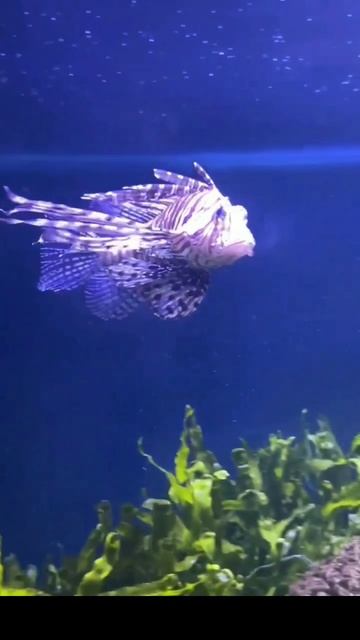 Опаснейшая рыба в мире! Крылатка-зебра #shorts смотреть онлайн