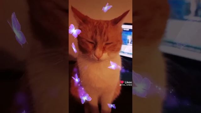 Мау купи пёсика.😊🤣