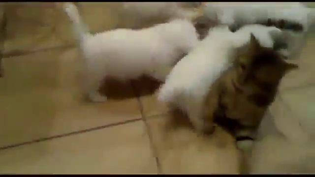 Щенки нападают на кошку смотреть онлайн