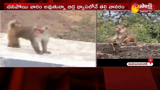 Mother Monkey Love Towards Her Baby Monkey In Mahabubabad | Telangana | Sakshi TV смотреть онлайн