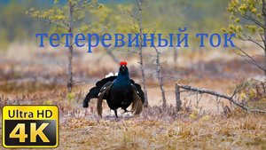 Тетеревиный ток 4K