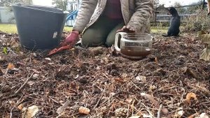 посадка декоративного лука осень