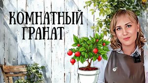 🌿🍄Комнатный гранат. Главное об уходе.