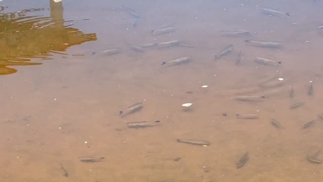 Аист или журавль??? Столько рыбы офигеть 😃😳 смотреть онлайн