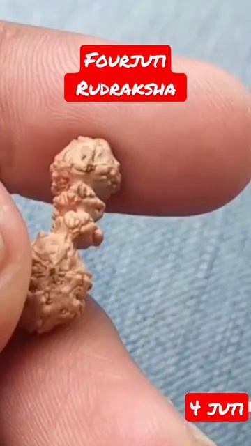 Fourjuti Rudraksha from Java Indonesia #rudraksha #lordshiva #shorts