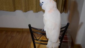 Cockatoo Dancing / какаду попугай танцует