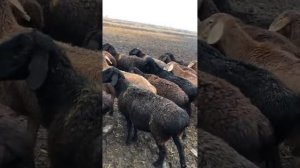 Гиссар,Афган,Арашан бараны