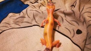 РУЧНОЙ ЭУБЛЕФАР ЭЛЯ! EXO TOP