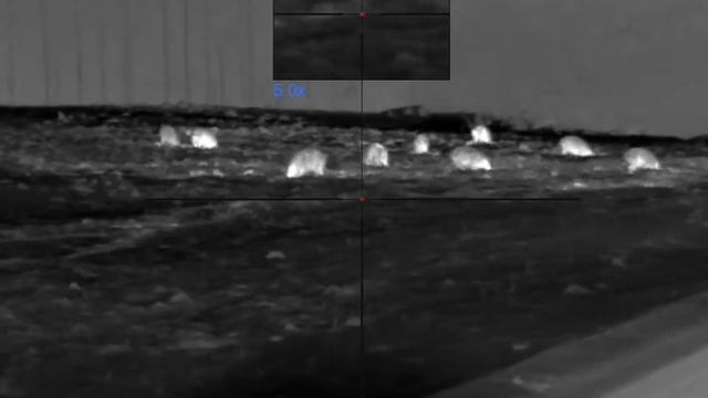 Vildsvin nattjakt. Pulsar Talion xq35 pro, Norma silencer Tipstrike 30-06. Galt på ca 40kg. смотреть онлайн