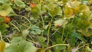 НАКОПАЛИ ВЕДРО КАРТОШКИ // МОЙ ОГОРОД В КОНЦЕ АВГУСТА // ЖИЗНЬ В ДЕРЕВНЕ