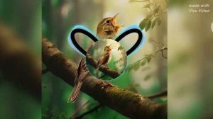 фиксай-соловей (топ клип)