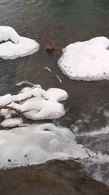 Верблюд пьёт воду у водопада. смотреть онлайн