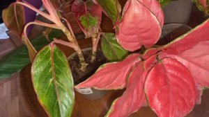 Мои аглонемы уход