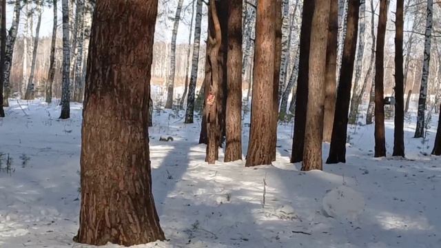 Чудо-красавица! Встреча в лесу.