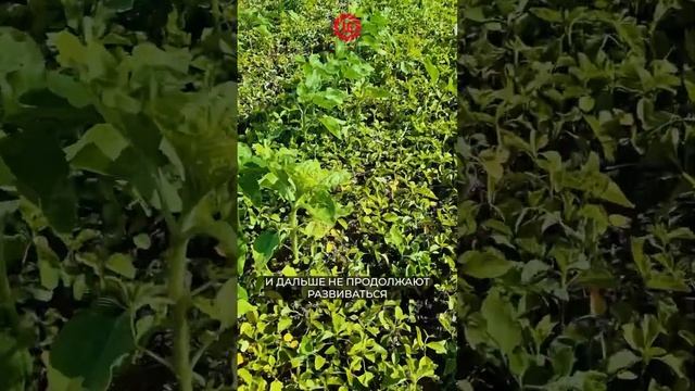 🌻Результаты работы гербицидов-2 #limagrain #селекция #подсолнечник #посевы #гибриды #гербициды