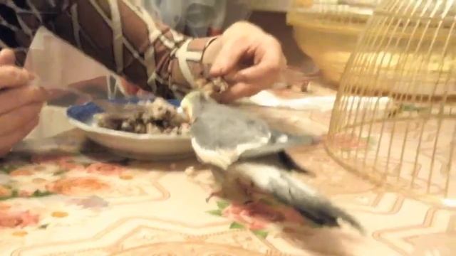 Ужин с попугаем #ужин #попугайжако #жако #романтическийвечер #попугай #вкусняшки #еда смотреть онлайн