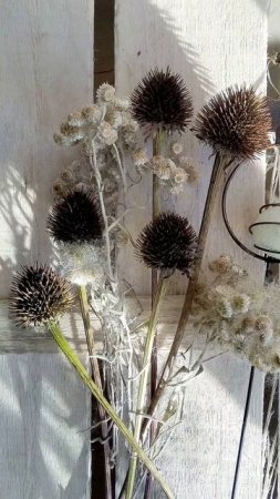 Просто так....#ольга_дом_и_дача #дачакакесть #flowers #garden Тоже мне хобби😉