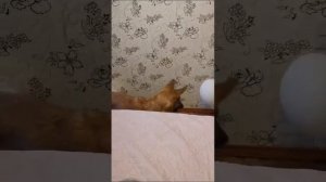 Ева играет с шариками🐕😁