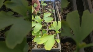 Выращивание ГИНКГО из семян