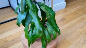 Hoya ss 27-70 - родственник clemensiorum ?!