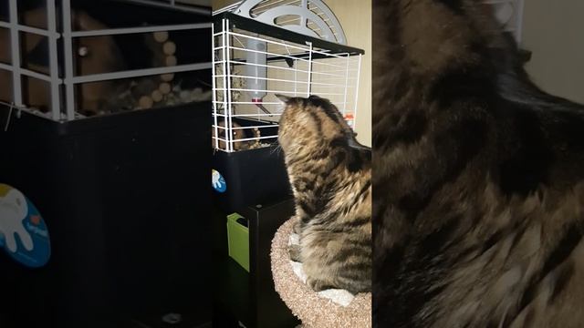 У КРАСАВЧИКА ТЕРПЕНИЕ ЛОПНУЛО/ВСЕ БЕСИТ смотреть онлайн