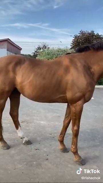 Будённовска я лошадь))) пишите ещё породы)) #лошади #породы смотреть онлайн