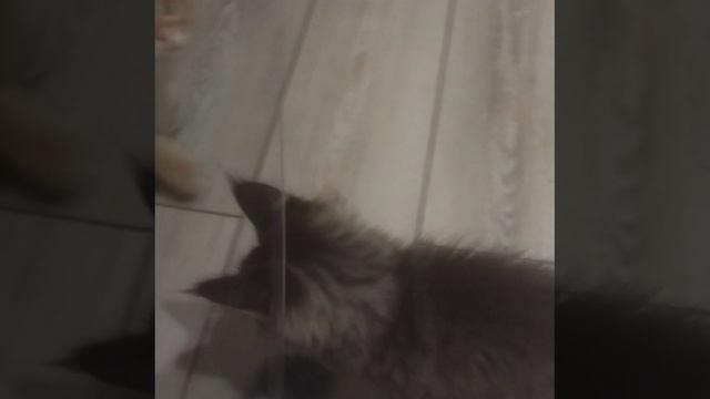 Котята мейн-кун