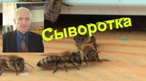 Профессор Кашковский: нужно ли обрабатывать пчёл сывороткой?